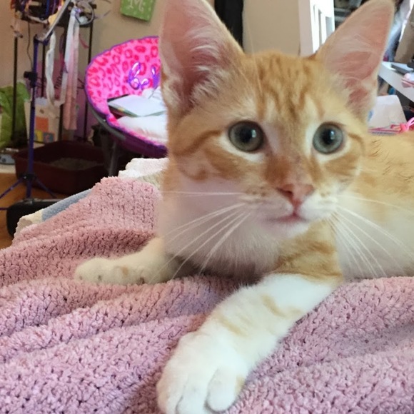 Meet your Posher, Marisa - Picture 1 of 1